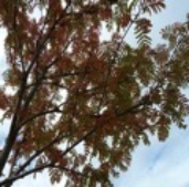 autumn_in_scotland